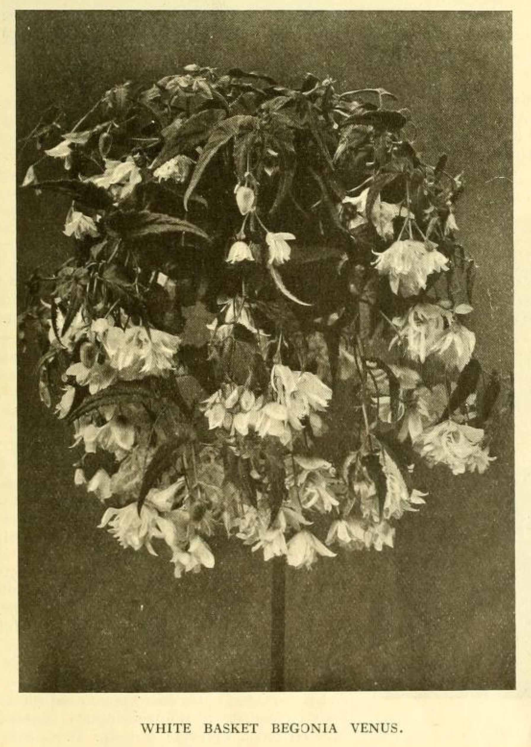 B. ‘Venus’